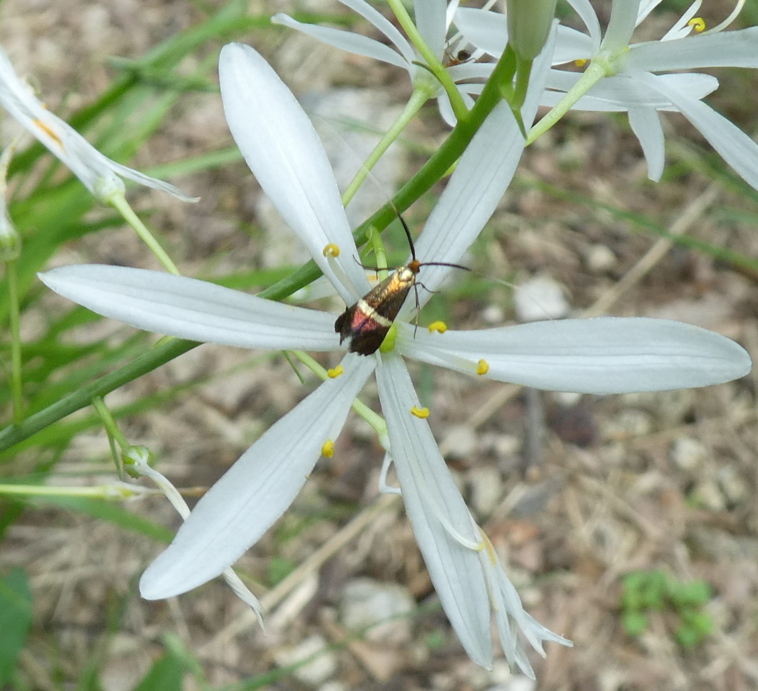 su Anthericum liliago: Adela australis, femmina(Adelidae)... da confermare